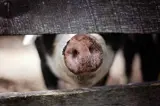 Foto van de snuit van een varken door een hek heen.