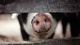 Foto van de snuit van een varken door een hek heen.